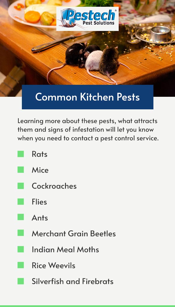 Common kitchen pests