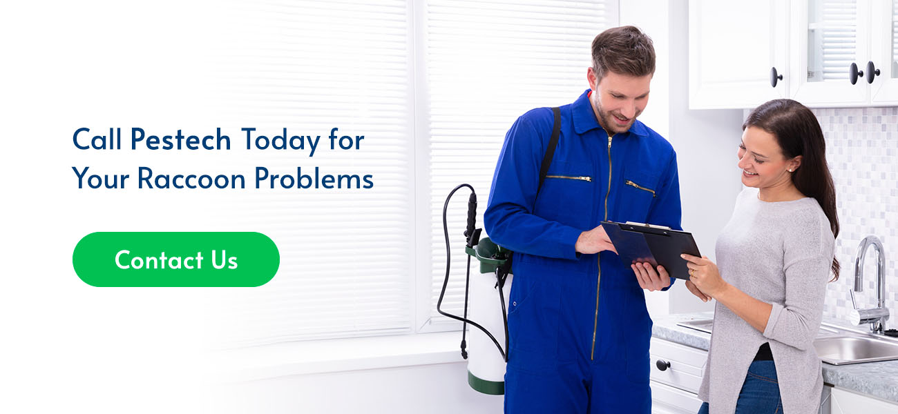 Are Racoons Dangerous? Raccoon Dangers to Be Aware Of