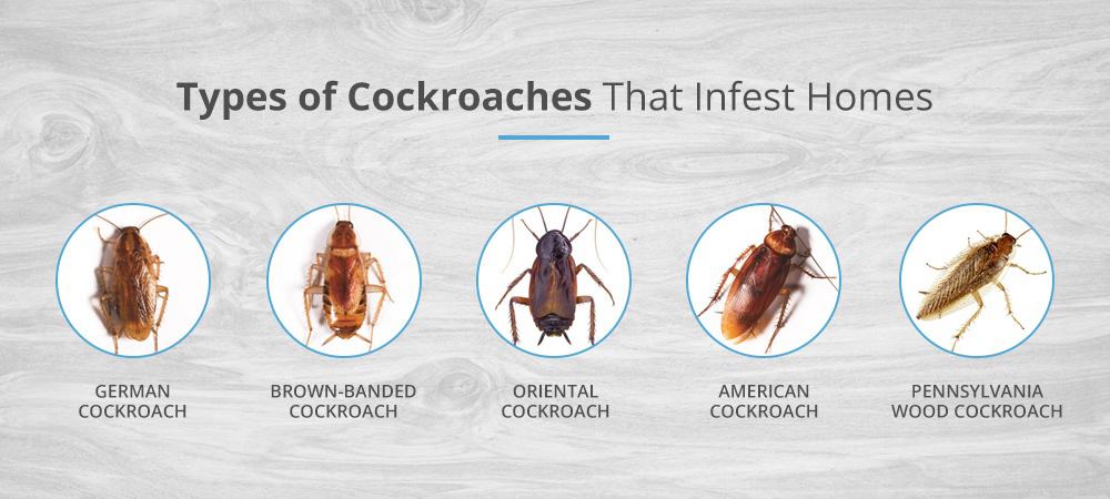 Can Wood Roaches Infest Your House 