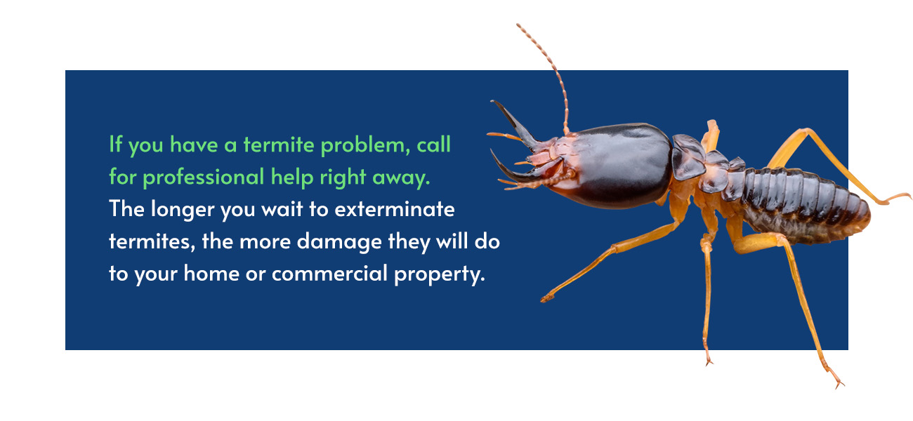 Best Termite Treatment Methods