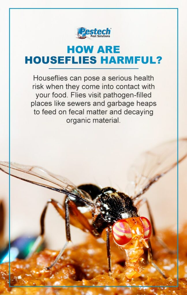 How Houseflies are Harmful