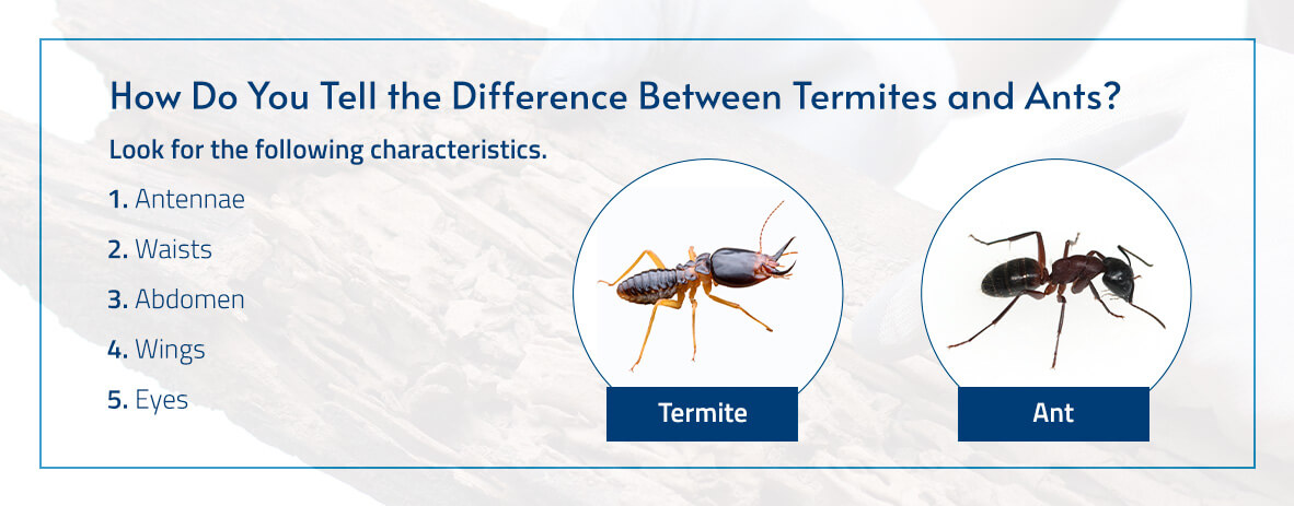 How Do You Tell the Difference Between Termites and Ants?