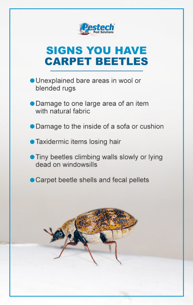 carpet beetle control and treatments for the home