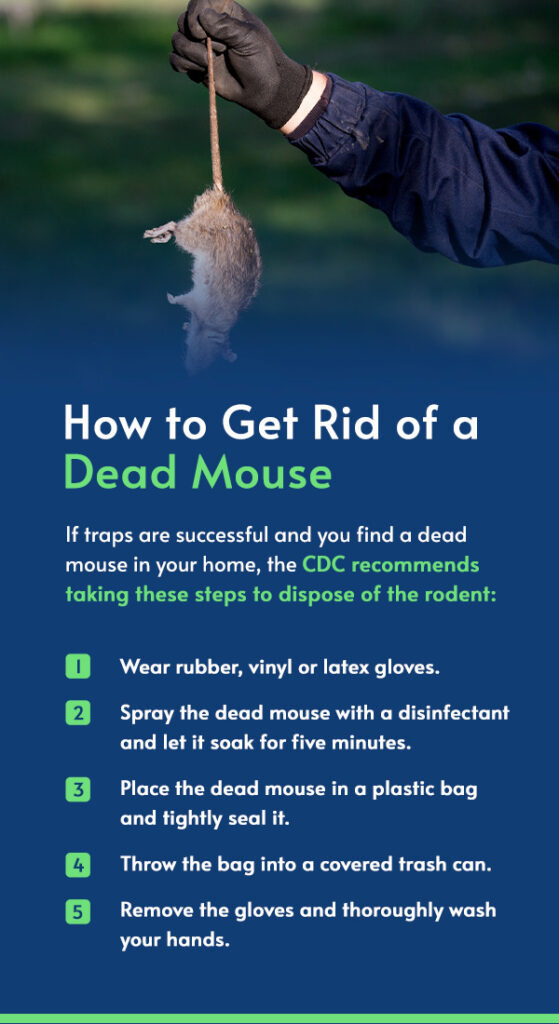 Chapter 4: How To Get Rid Of Mice - Online Guide | Pestech