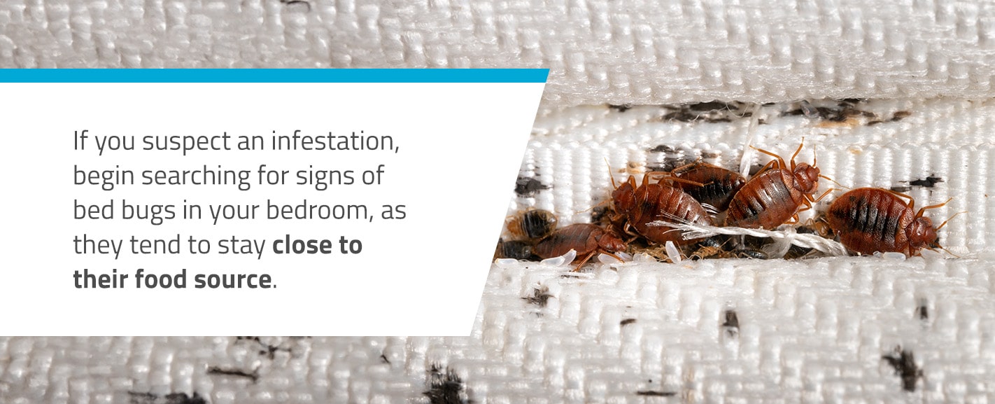 How Fast Do Bed Bugs Spread?