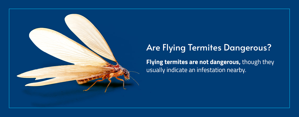 Are Flying Termites Dangerous?