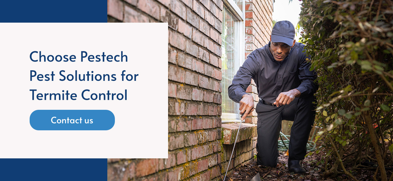 Choose Pestech Pest Solutions for Termite Control 