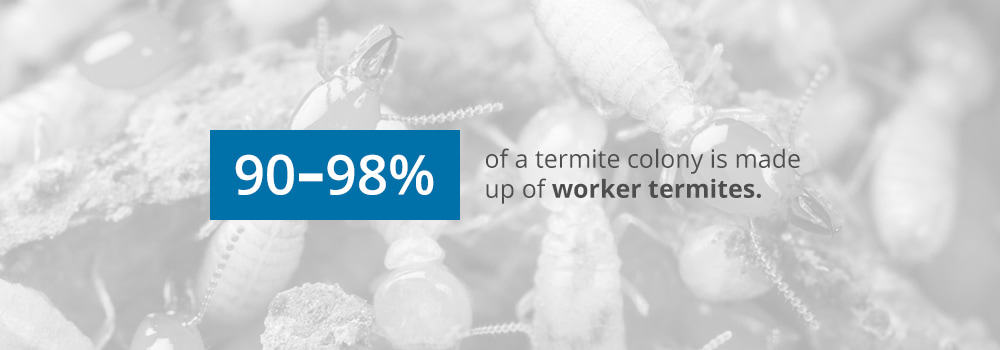 Termite Colonies Statistic