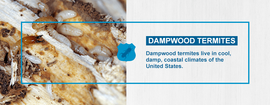 Dampwood Termite Damage