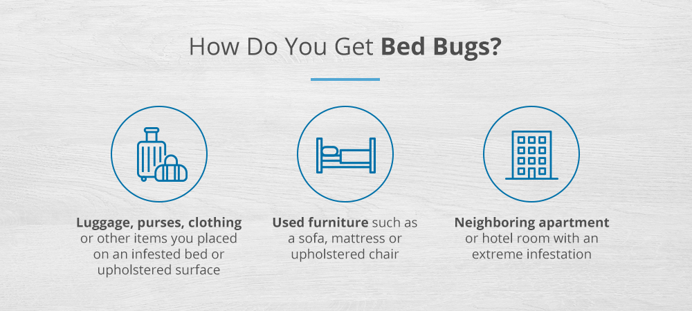 How do you get bed bugs