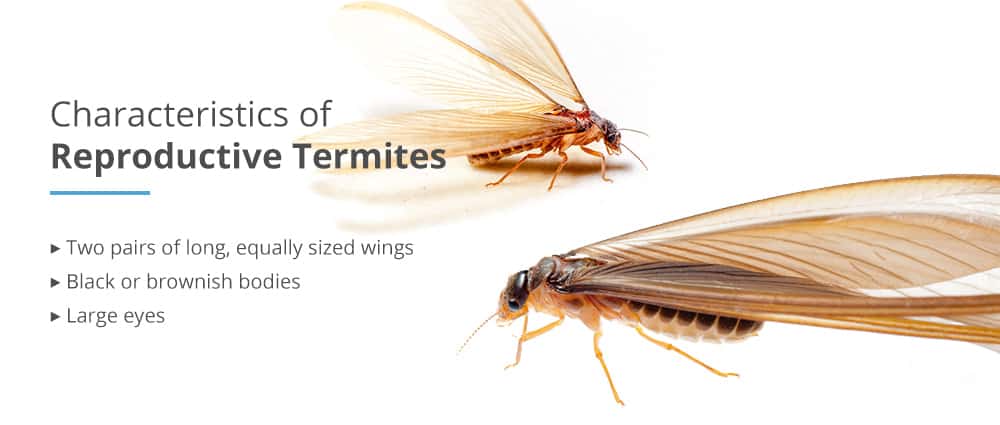 baby termites look like