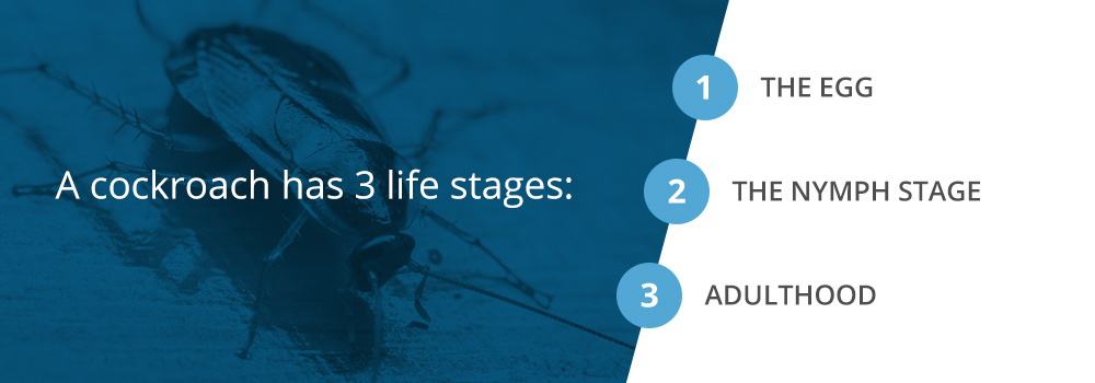 cockroach life cycle timeline