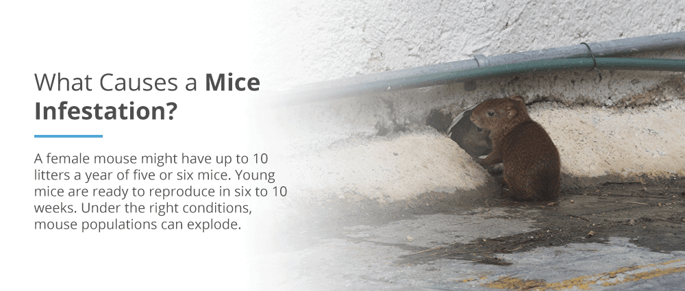 What causes a mice infestation