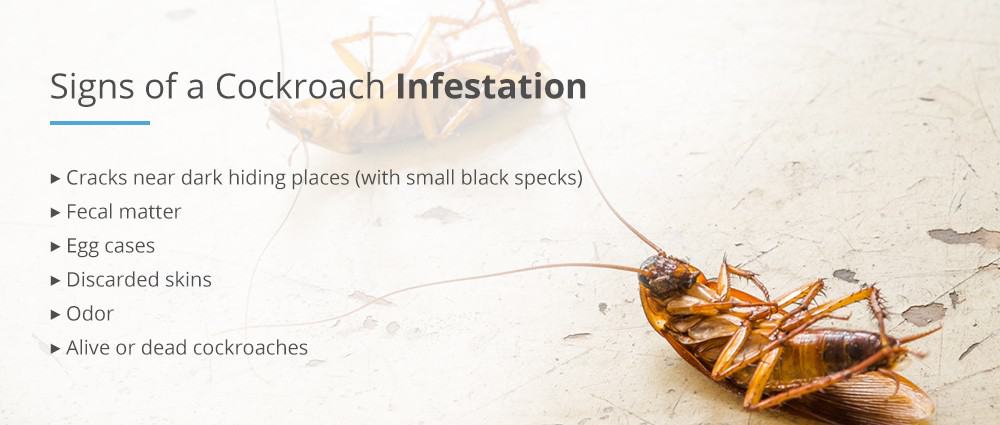 signs of cockroaches in house