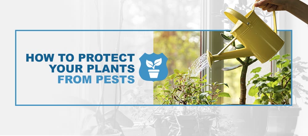Protect House Plants From Pests
