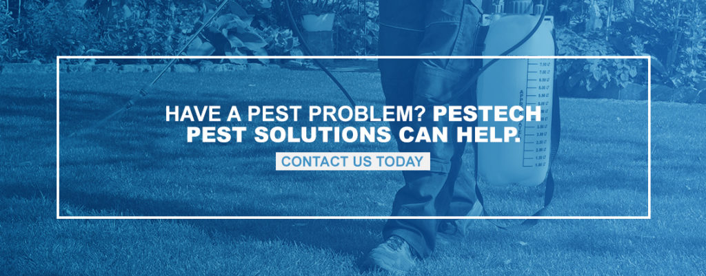 Have a Pest Problem? Pestech Pest Solutions Can Help.