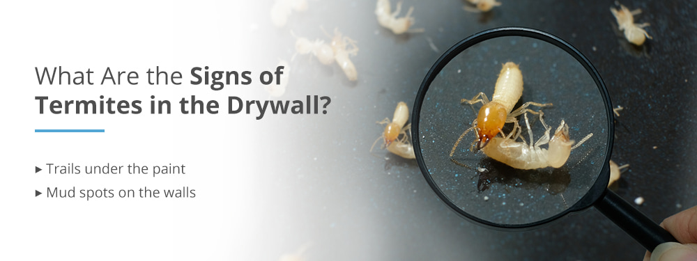 Signs of Termites in Drywall