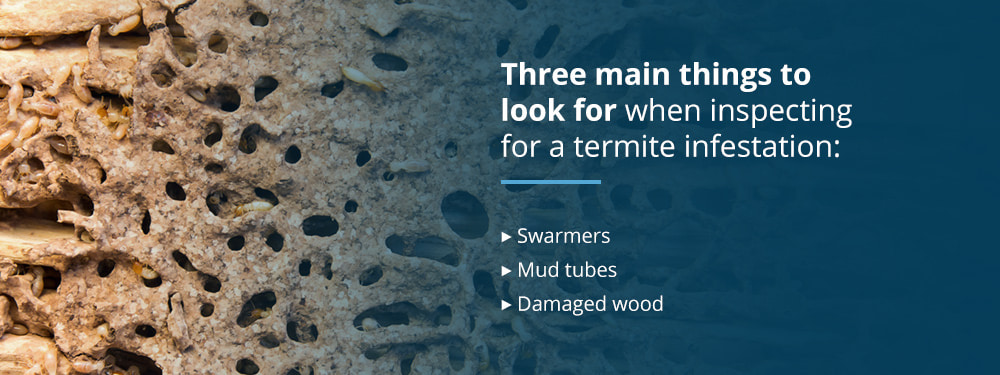 How to Inspect for Termites