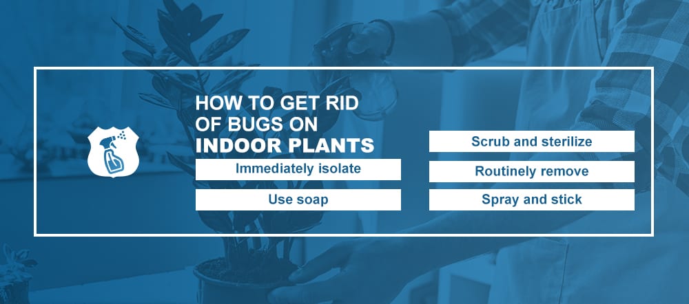 Get Rid of Bugs on Indoor Plants