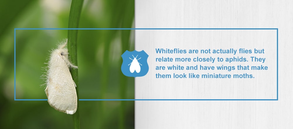 Whiteflies Houseplant Pest