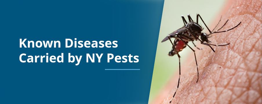 Known Diseases Carried by NY Pests