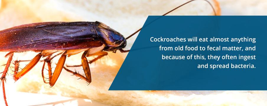 Cockroaches Eat Anything