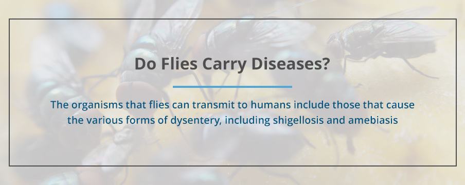 Do Flies Carry Disease