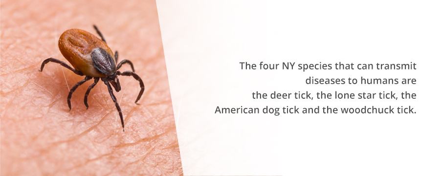 Tick Species in NY