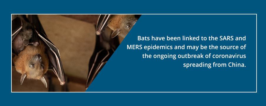 Bats Source of COVID