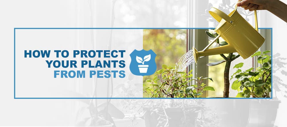 Protect House Plants from Pests