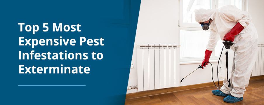 Most Expensive Pests to Exterminate