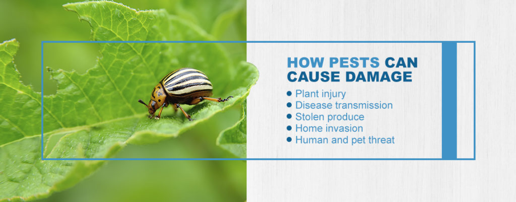 How Pests Damage Garden