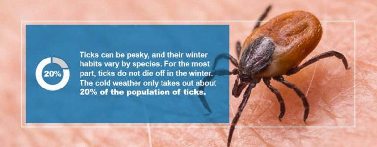 What Happens to Pests in the Winter Months? | Pestech
