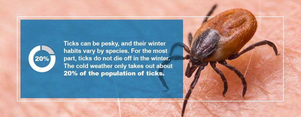 Long Island's warmer winter may bring insects, ticks and other bugs to your  house a little earlier than usual - Newsday