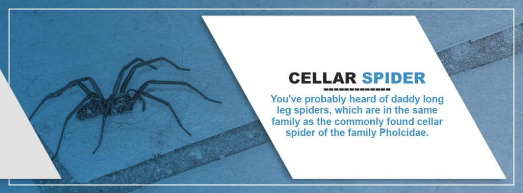 Cellar Spider