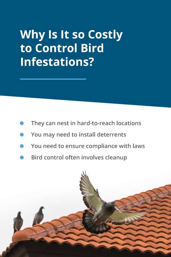 Why Bird Control Costly