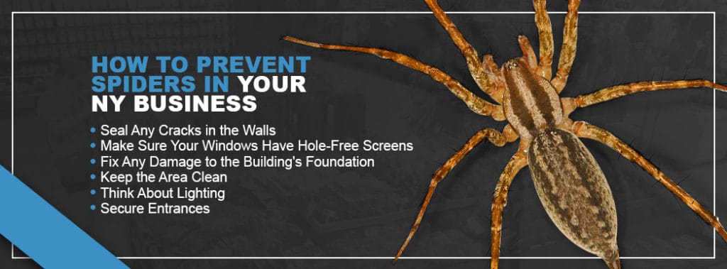 Prevent Spiders in Business