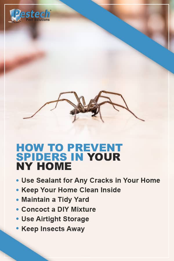 Prevent Spiders in Home