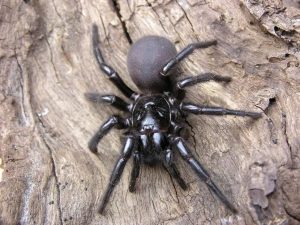 Funnel-Web-Spider