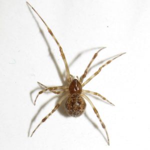 Common New York Spiders & Where They Hide