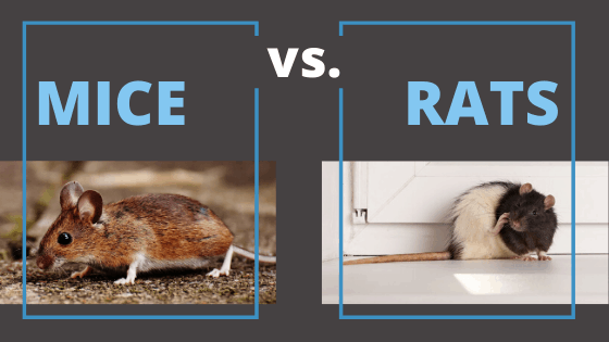 Mice Vs. Rats  Kness Pest Defense