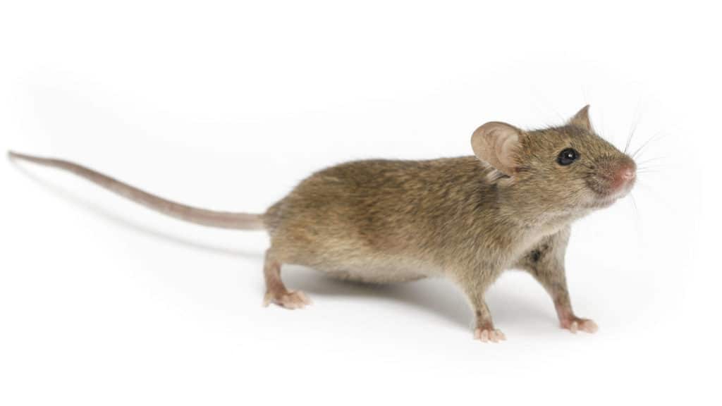 Rodent Control At Home- When To Call a Professional - Quality