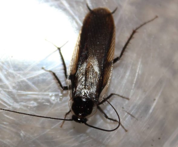 Pennsylvania Wood Cockroach