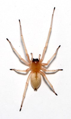 Sac-Spider