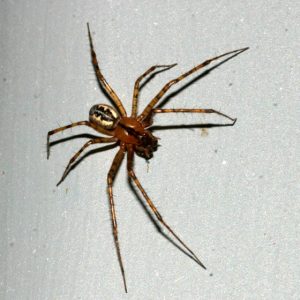 Sheet-Web-Weaver-Spider