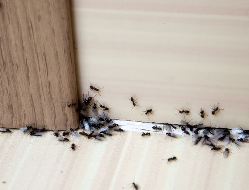 Ants