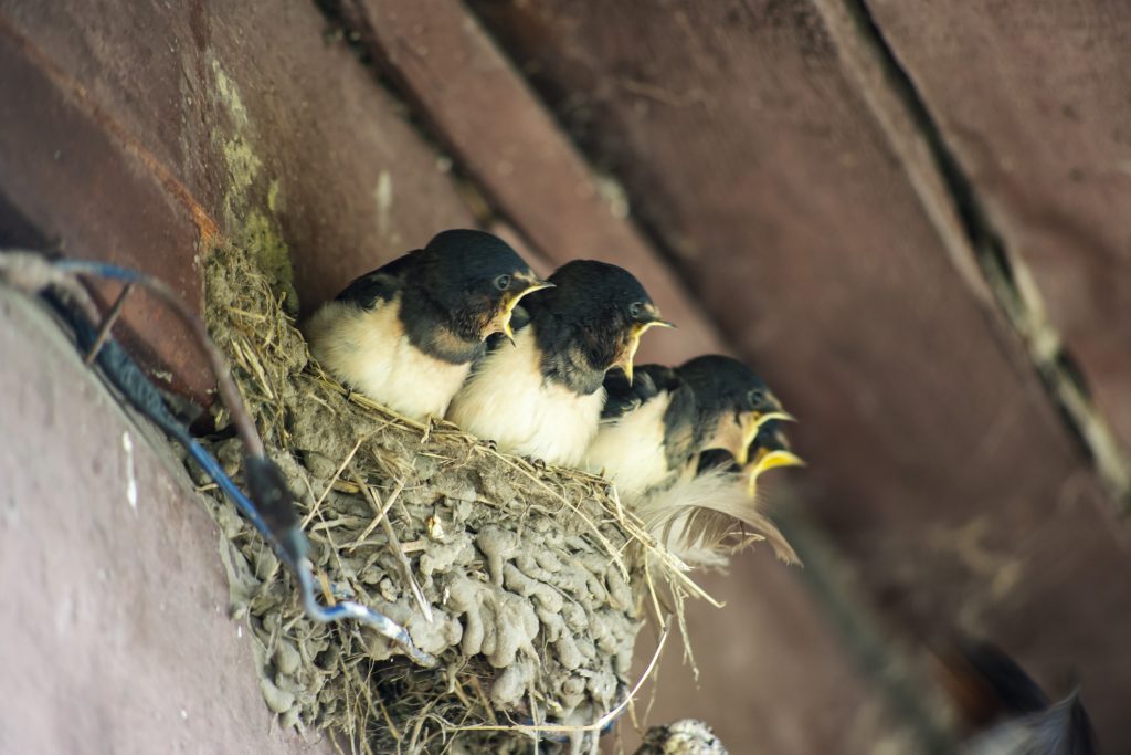 chicks swallows in nest