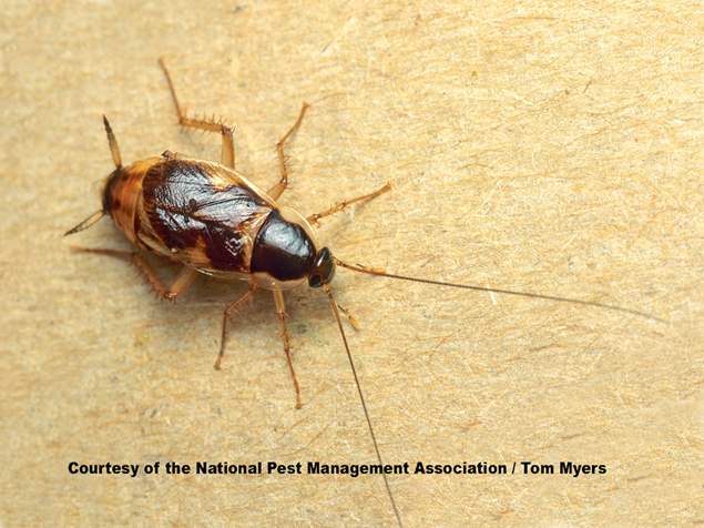 Brownbanded Cockroach