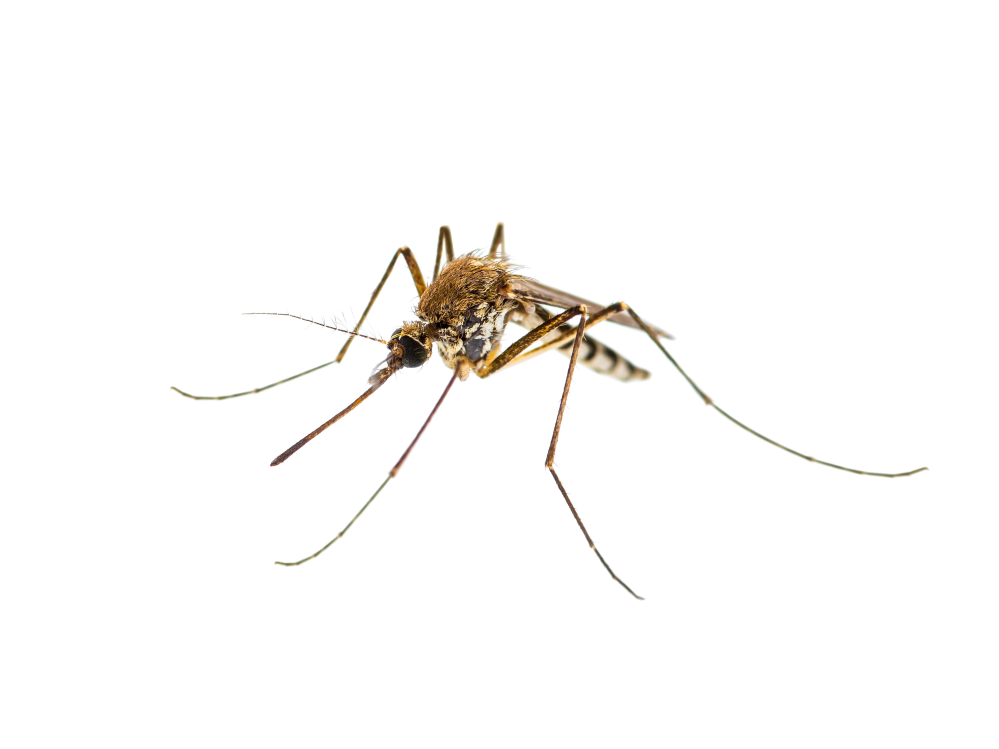 Everything You Need to Know about Mosquitoes Pestech