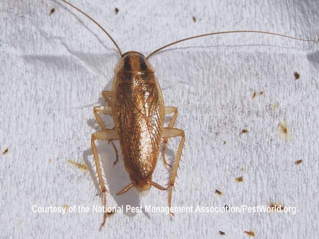 German Cockroach